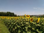 Sonnenblumen